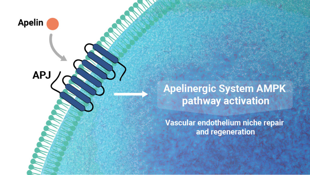 Stimulating the Apelin-APJ pathway activates an organ protective and regenerative response